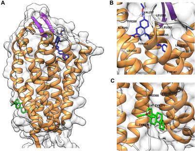 Gestodene, a novel positive allosteric modulator of PAR1, enhances PAR1-mediated human platelet aggregation